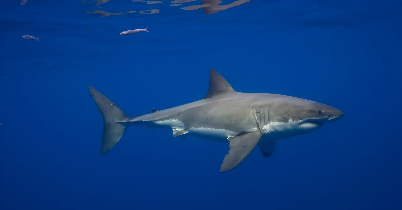 Great White Sharks Have Been in the Mediterranean Sea for Millions of Years—but Sightings Are Incredibly Rare